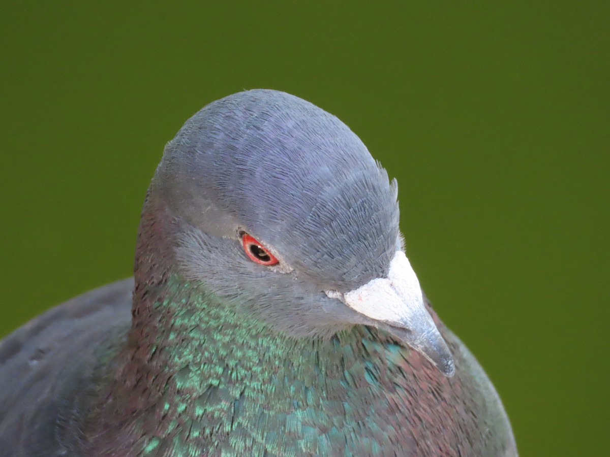 Rock Pigeon (Feral Pigeon) - ML610923384