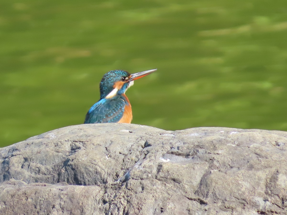 Martin-pêcheur d'Europe - ML610923385