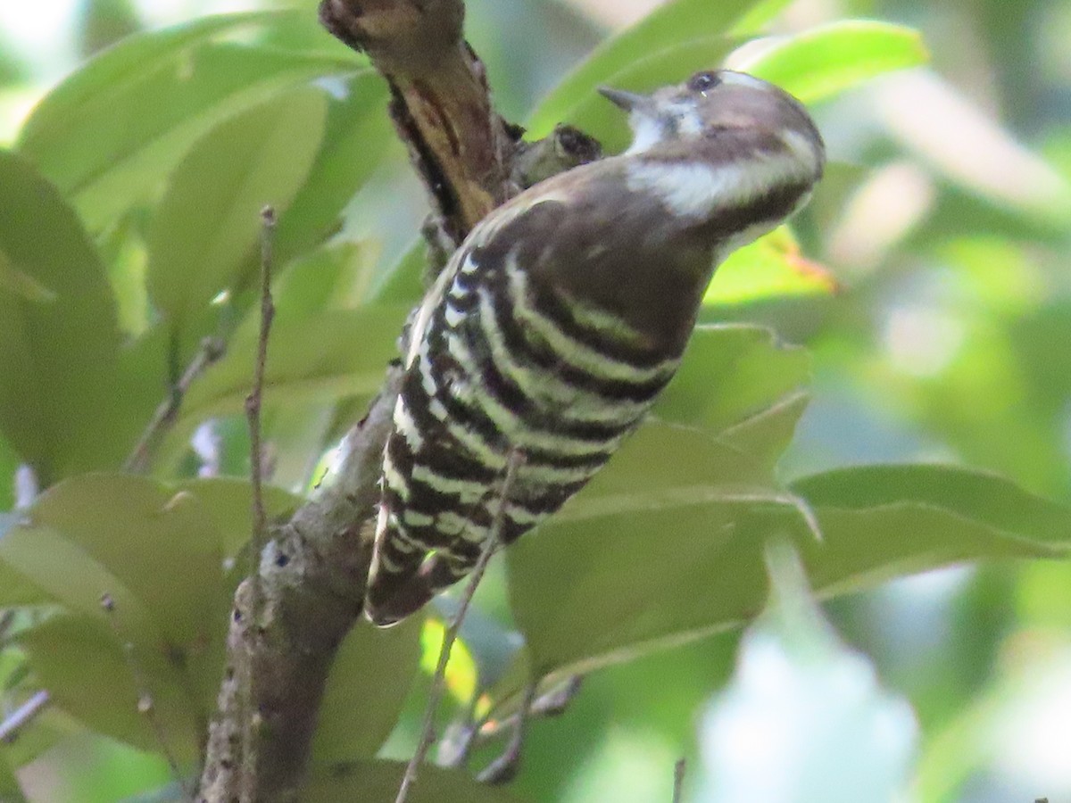 Japanese Pygmy Woodpecker - ML610923387