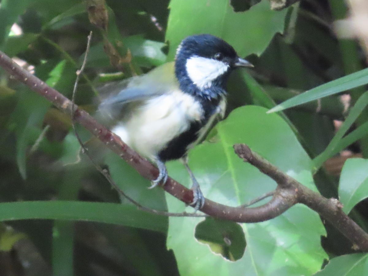 Japanese Tit - ML610923393