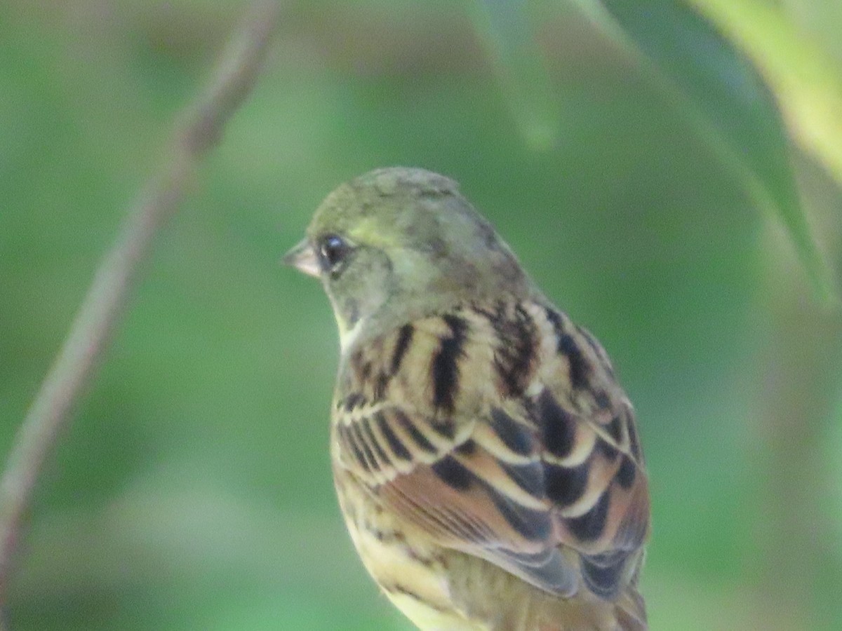 Masked Bunting - ML610923395