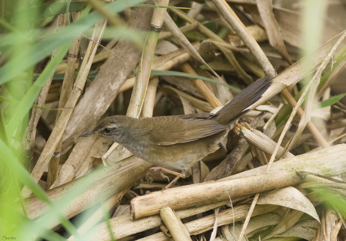 West Himalayan Bush Warbler - ML610923410