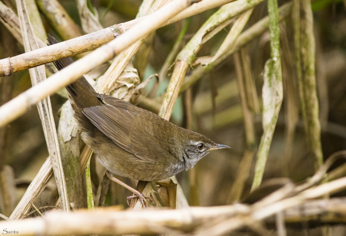 West Himalayan Bush Warbler - ML610923413