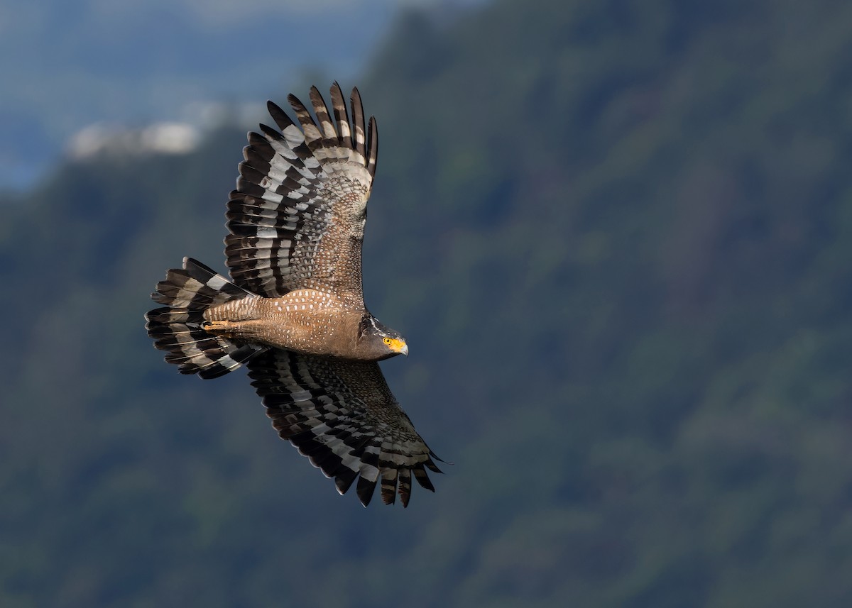 Crested Serpent-Eagle (Crested) - ML610923425