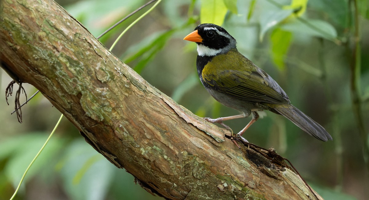 Orange-billed Sparrow - Friedemann Arndt