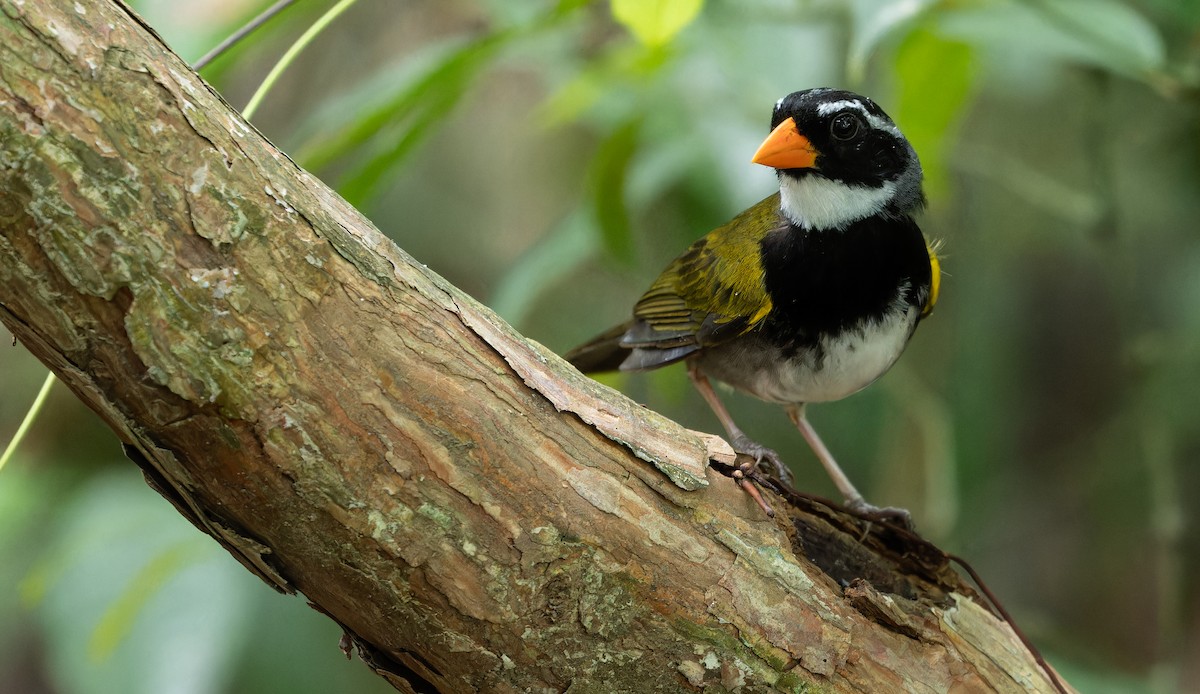 Orange-billed Sparrow - Friedemann Arndt