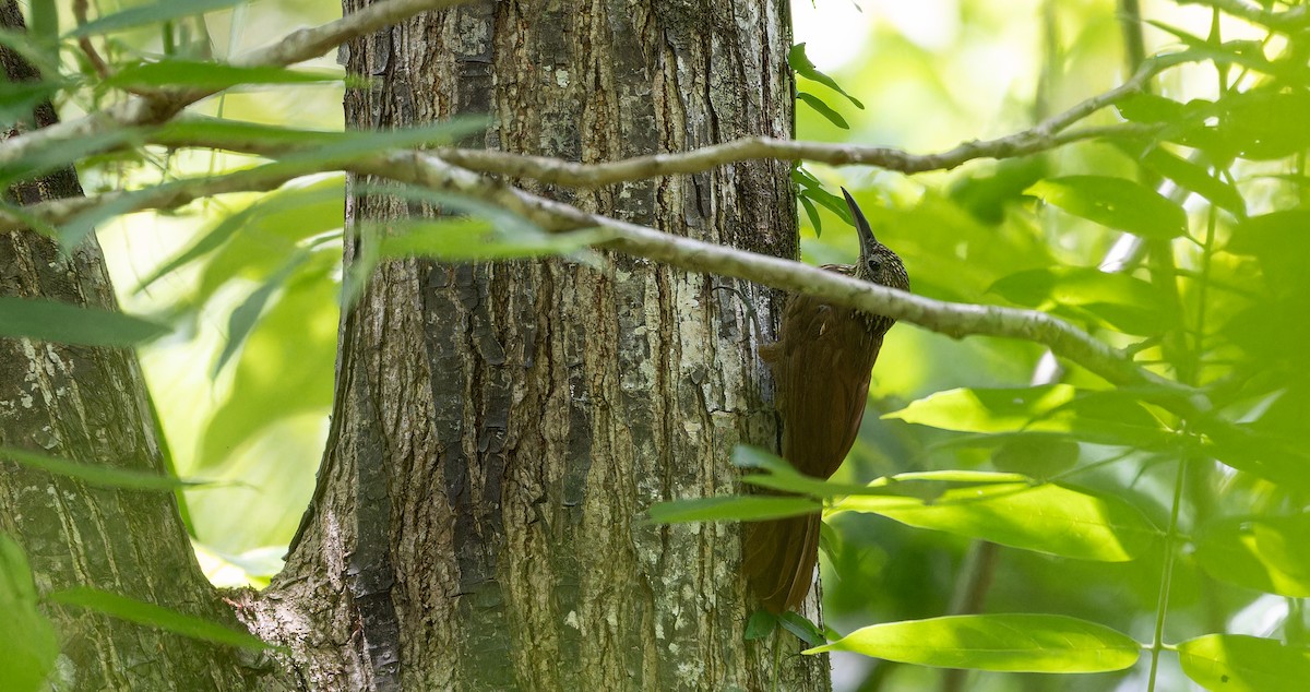 Cocoa Woodcreeper - Friedemann Arndt