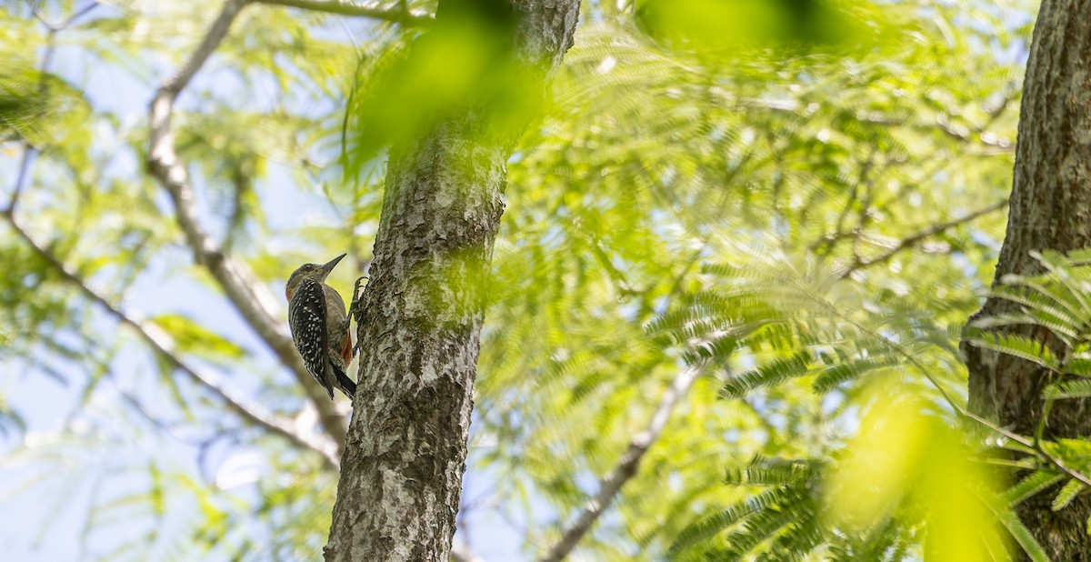 Red-crowned Woodpecker - Friedemann Arndt