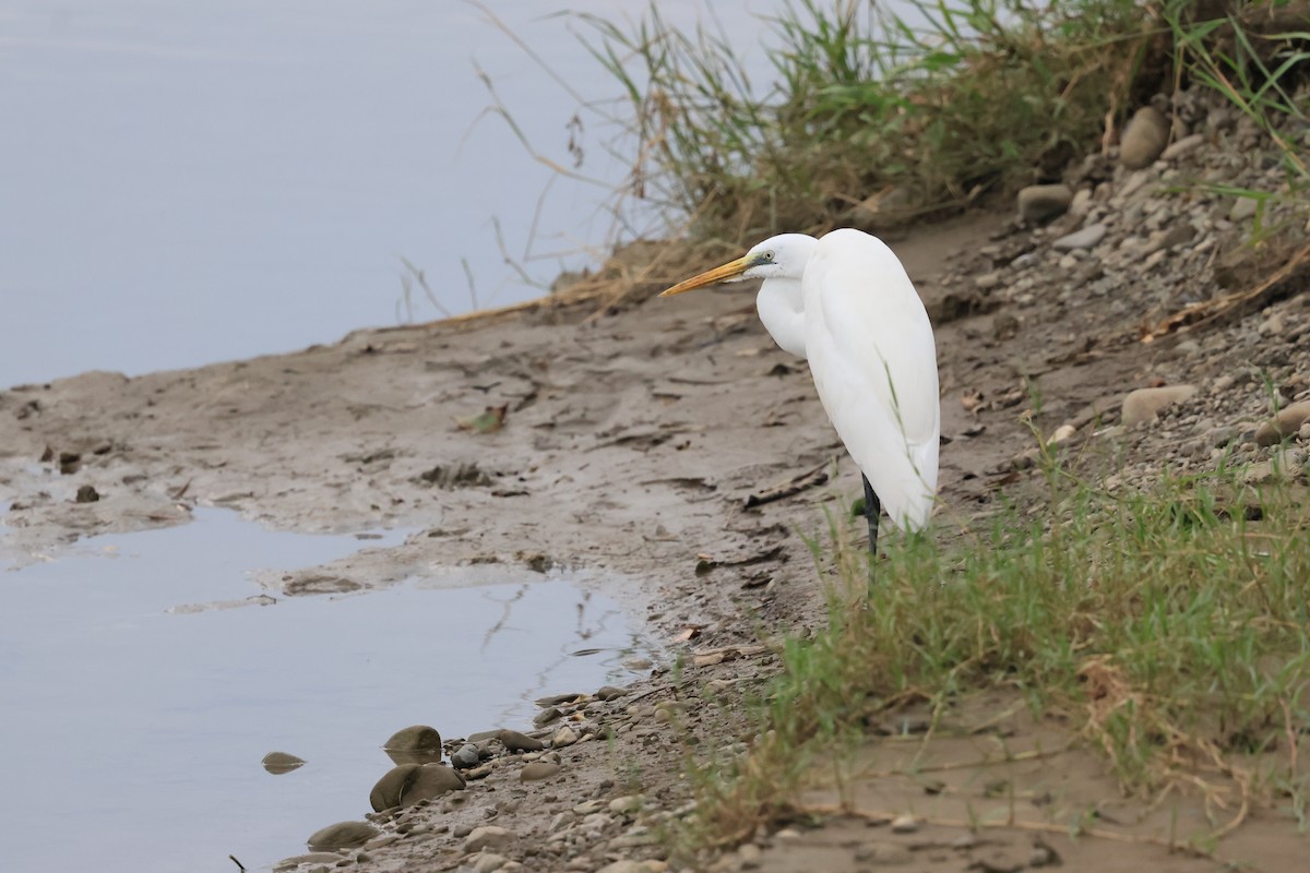 Grande Aigrette - ML610923772