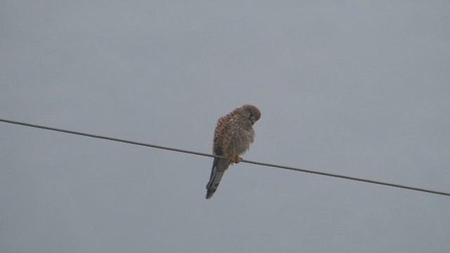 Eurasian Kestrel - ML610923821