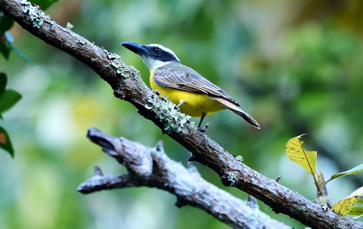 Boat-billed Flycatcher - ML610923823