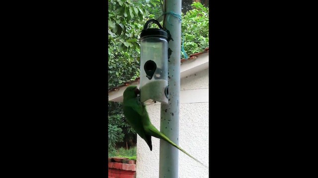Yeşil Papağan - ML610923840