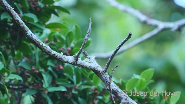 Boat-billed Flycatcher - ML610923855