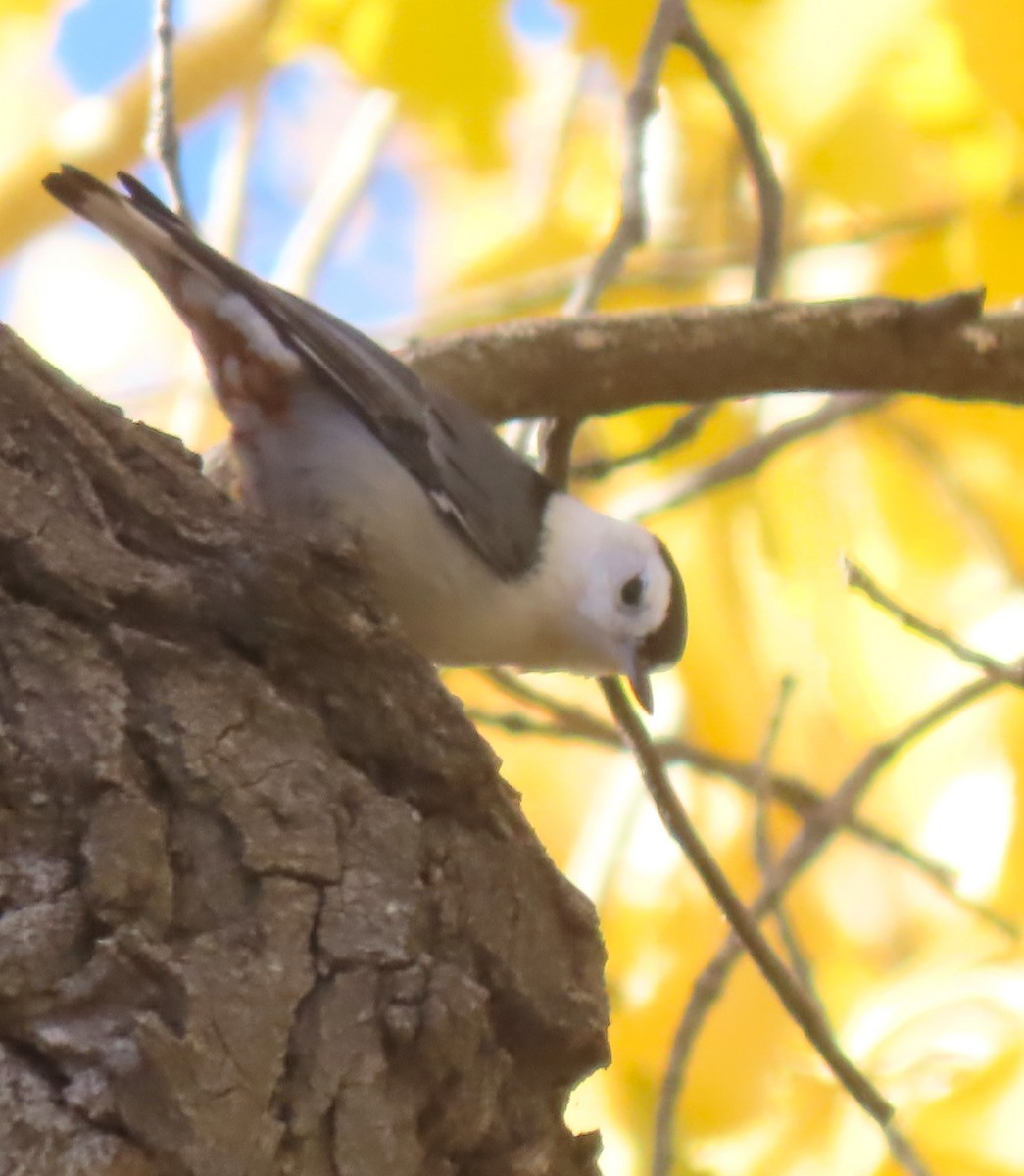 White-breasted Nuthatch - ML610923911