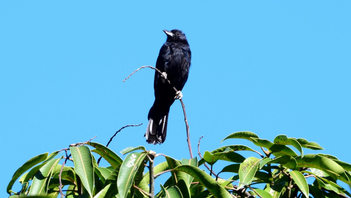 White-lined Tanager - Josep del Hoyo