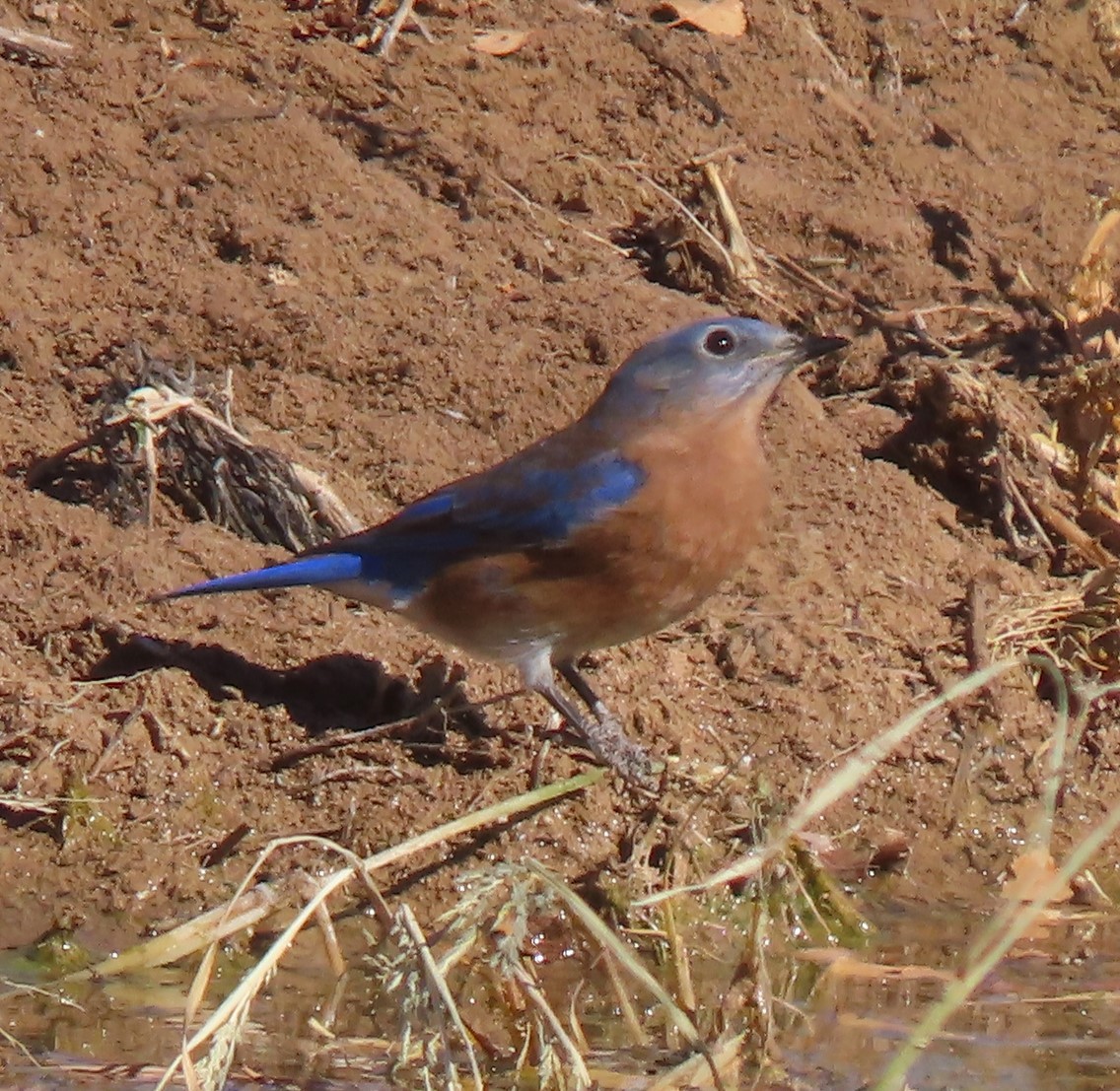 Eastern Bluebird - ML610923913