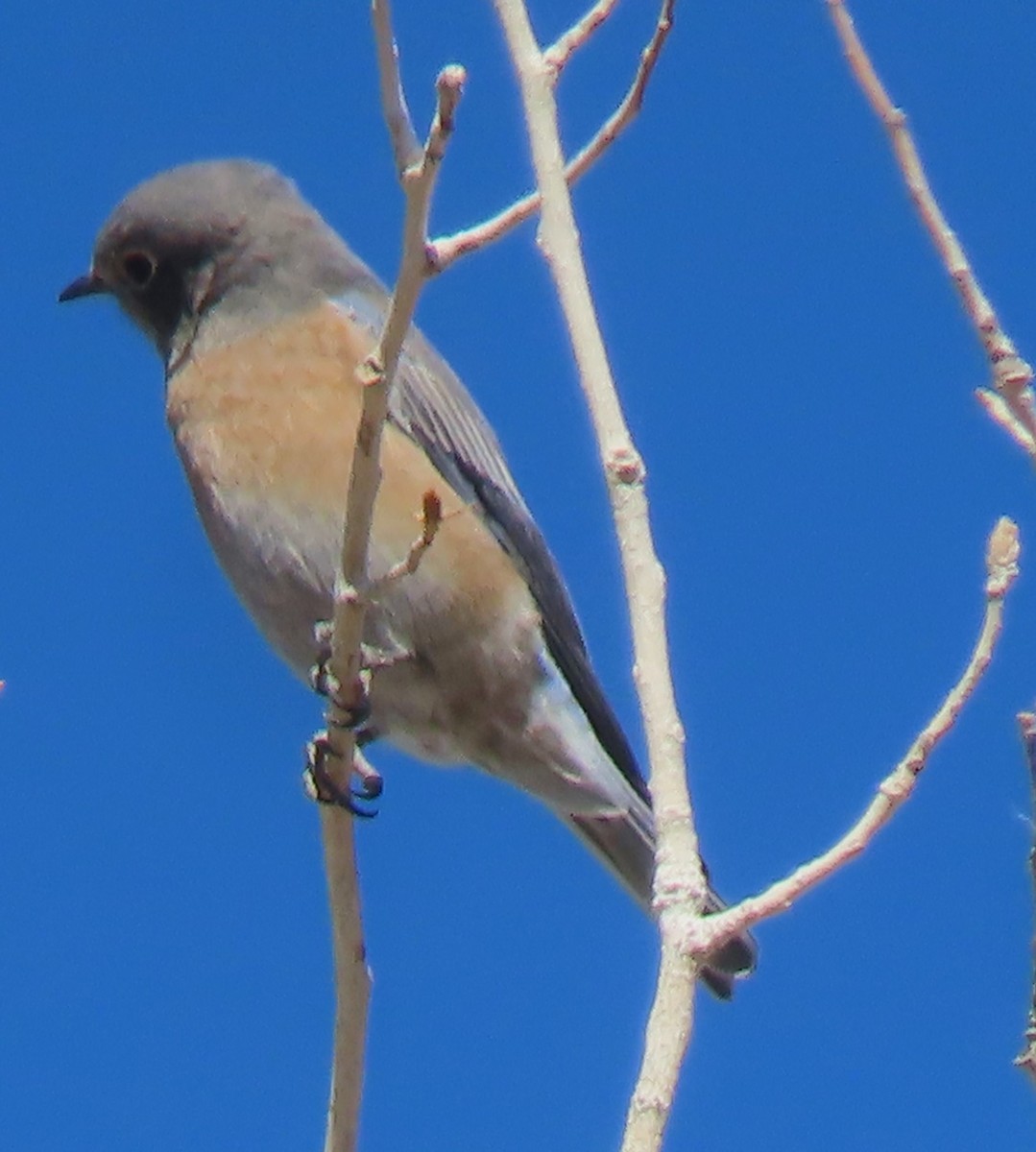 Western Bluebird - ML610923917