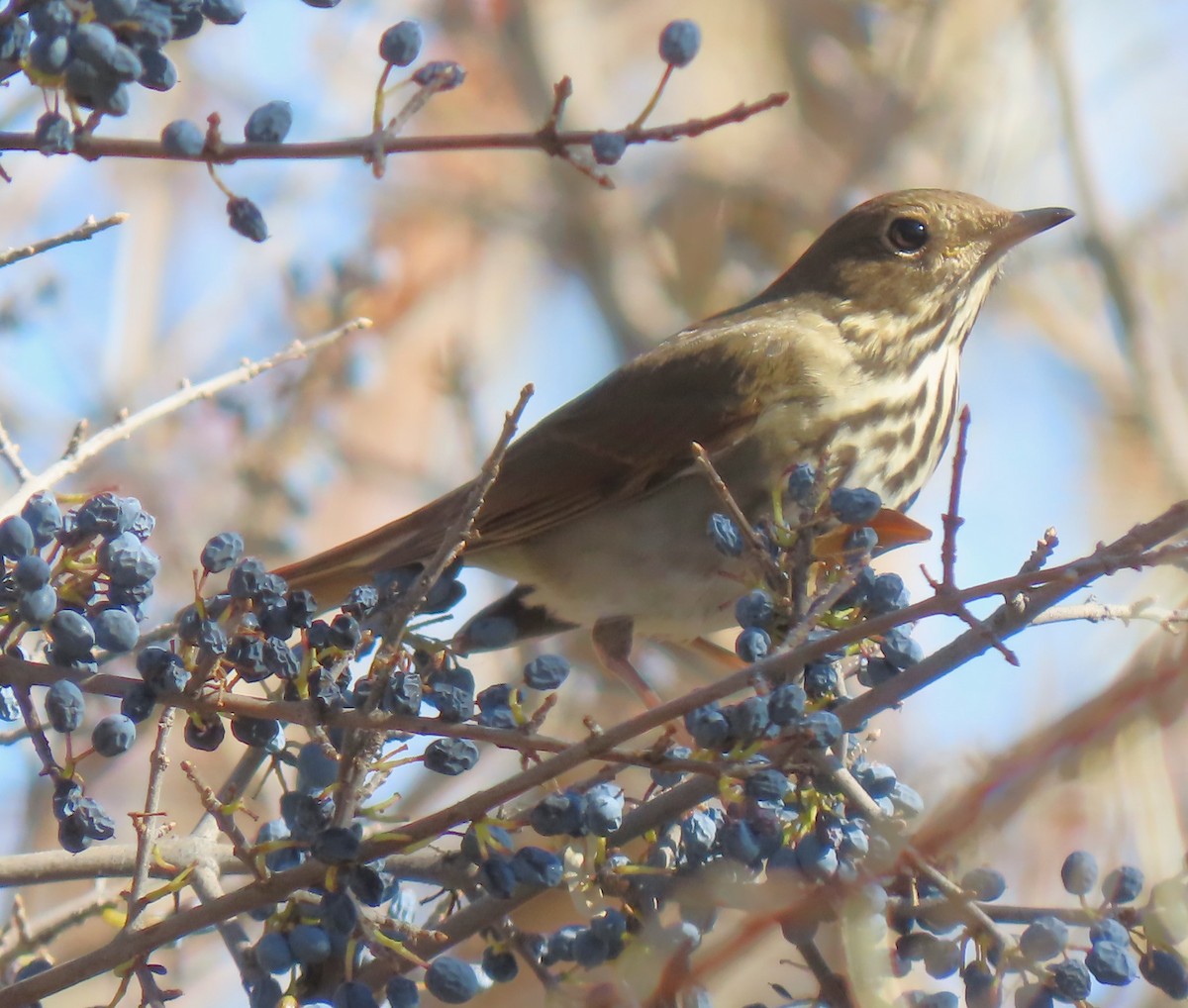 Hermit Thrush - ML610923920