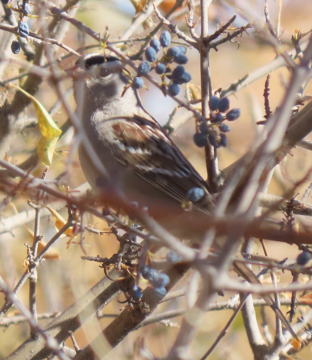 White-crowned Sparrow - ML610923923