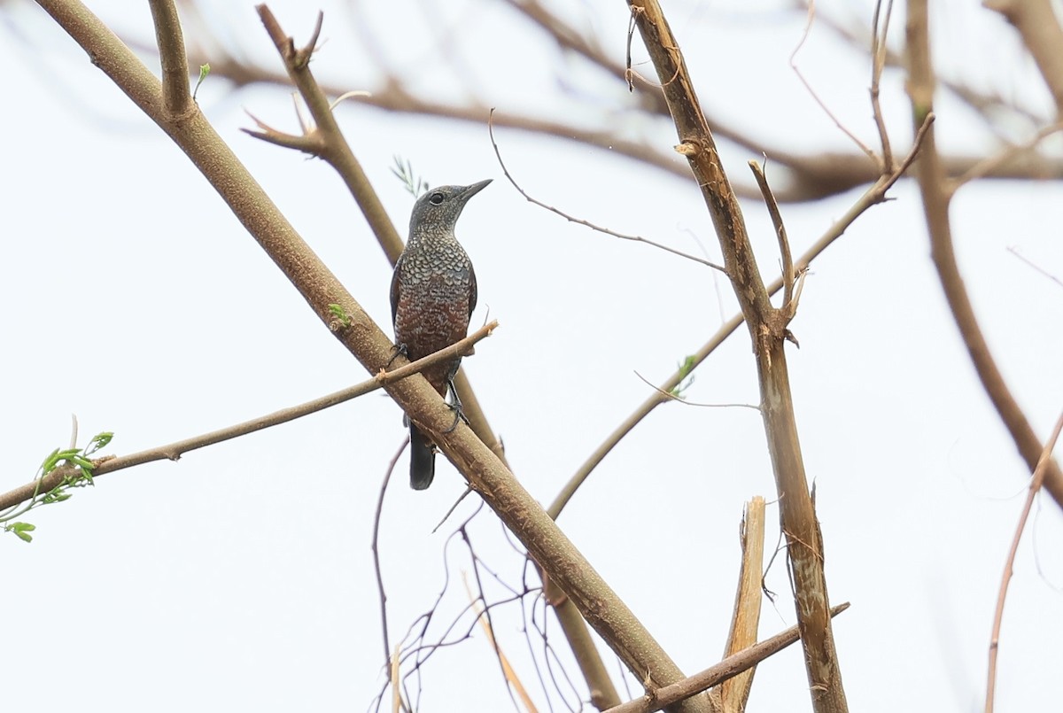 Blue Rock-Thrush (philippensis) - ML610923926