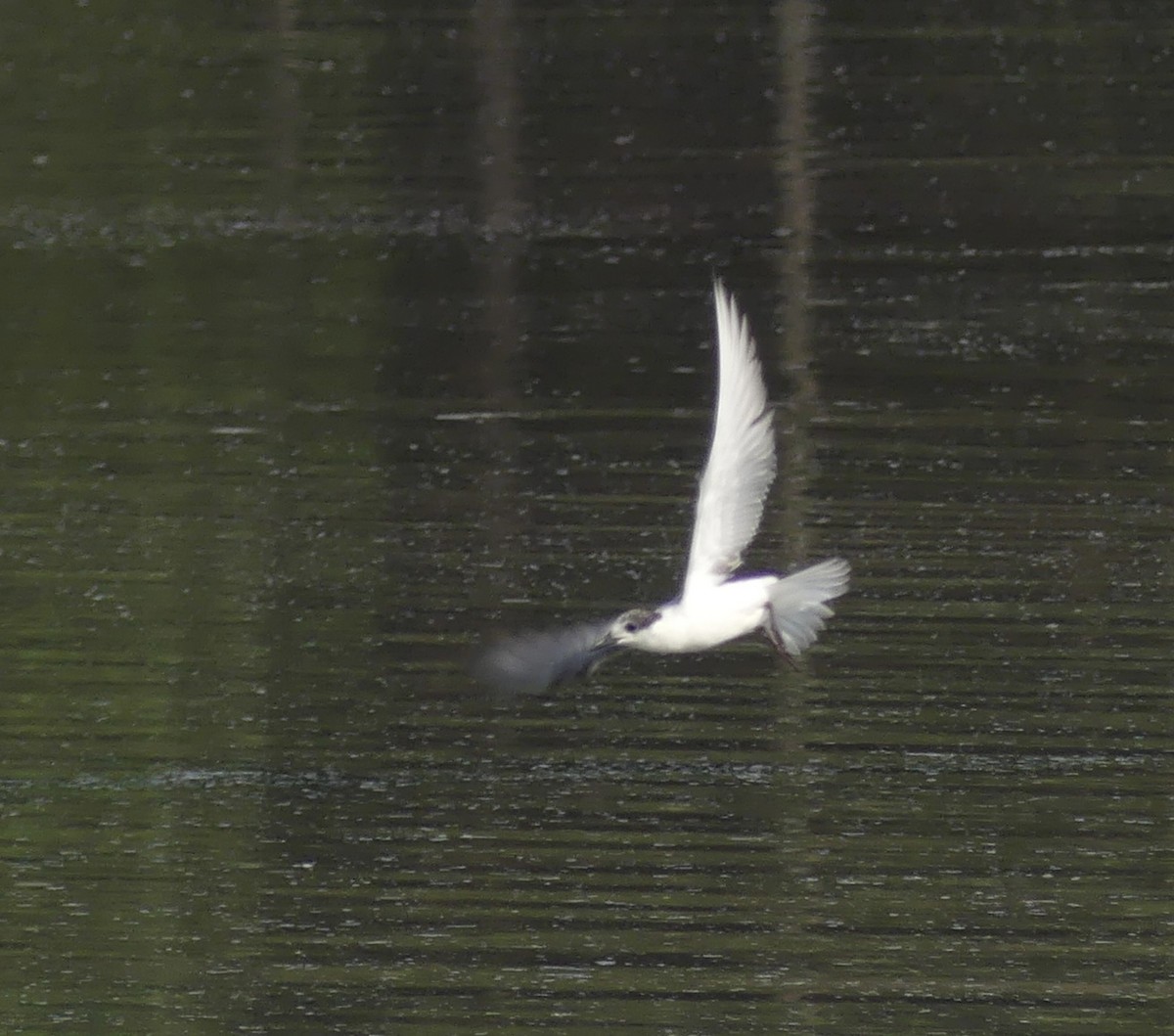 White-winged Tern - ML610924120