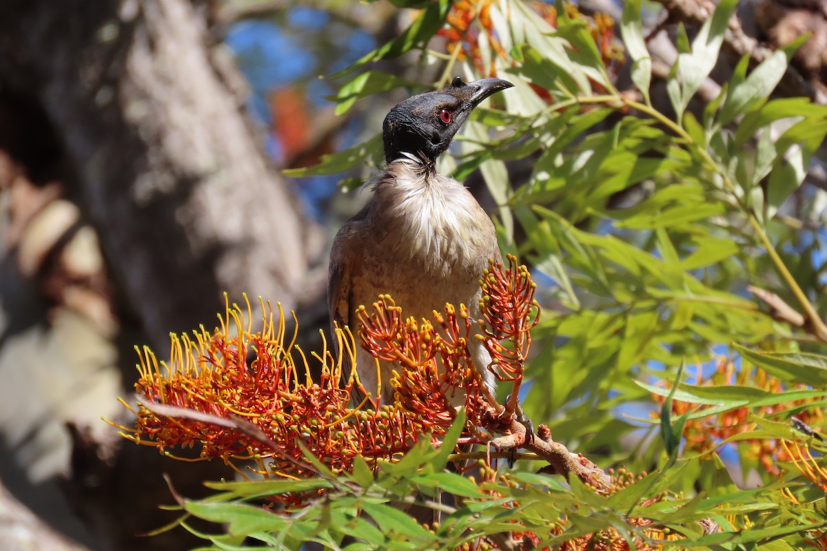 Noisy Friarbird - ML610924128