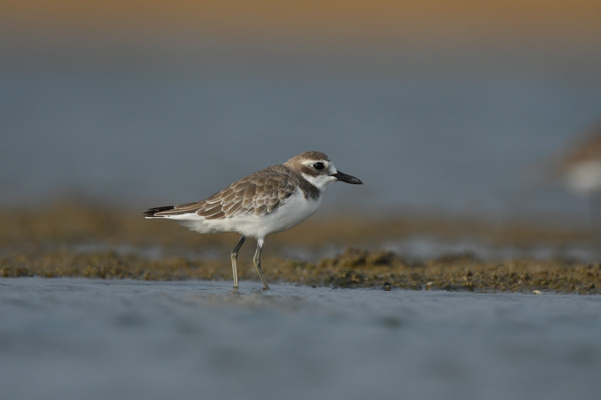 Greater Sand-Plover - gowathaman ganesan