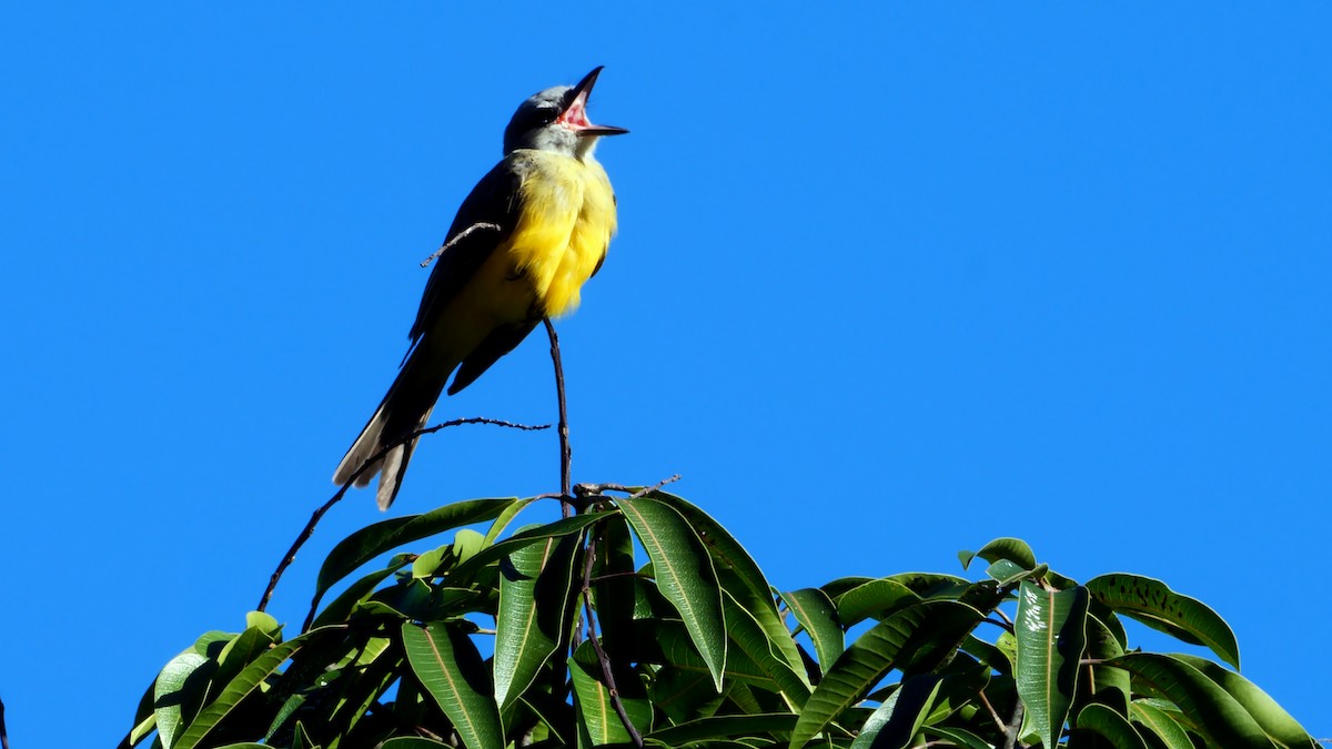 Tropical Kingbird - Josep del Hoyo