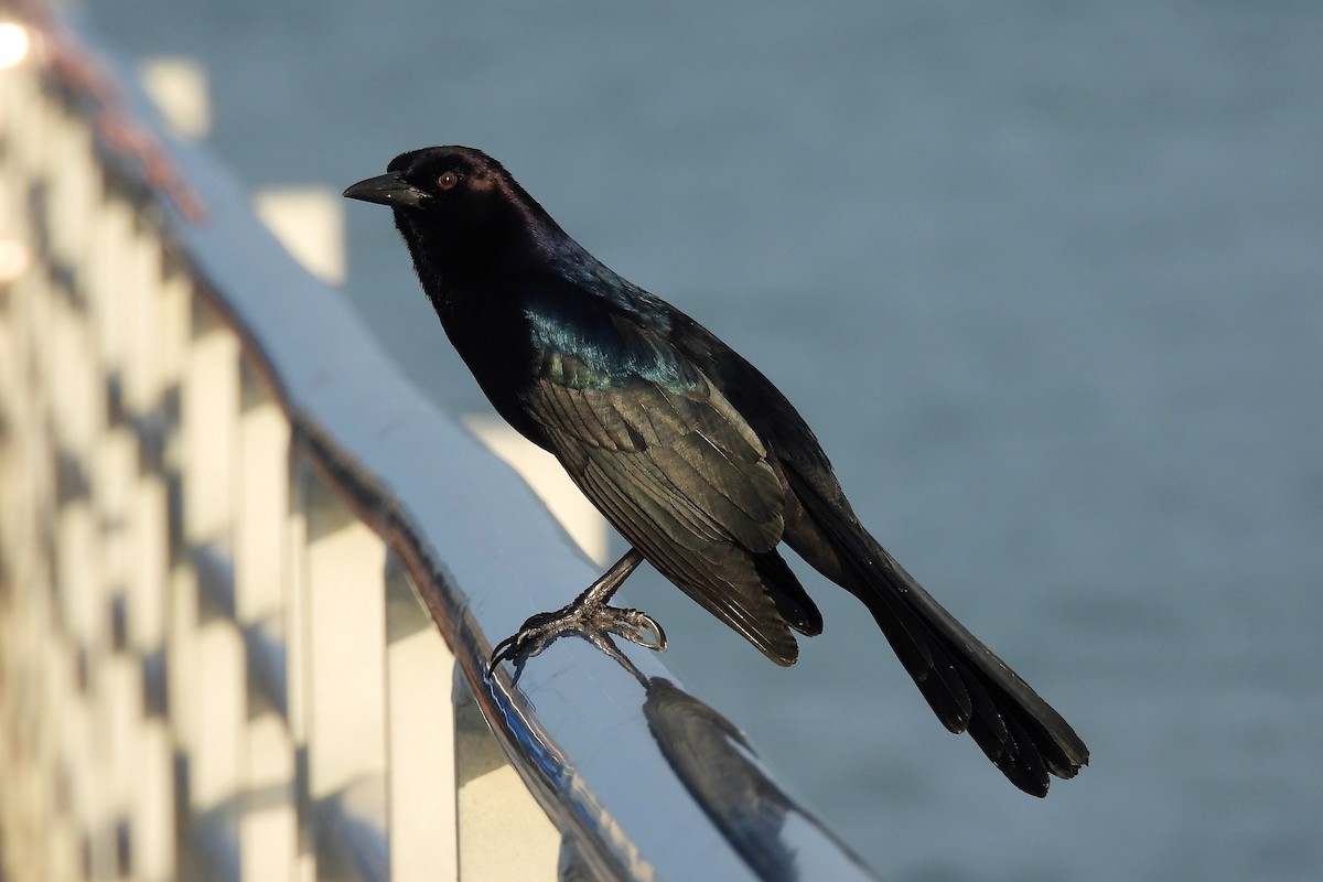 Boat-tailed Grackle - ML610924209