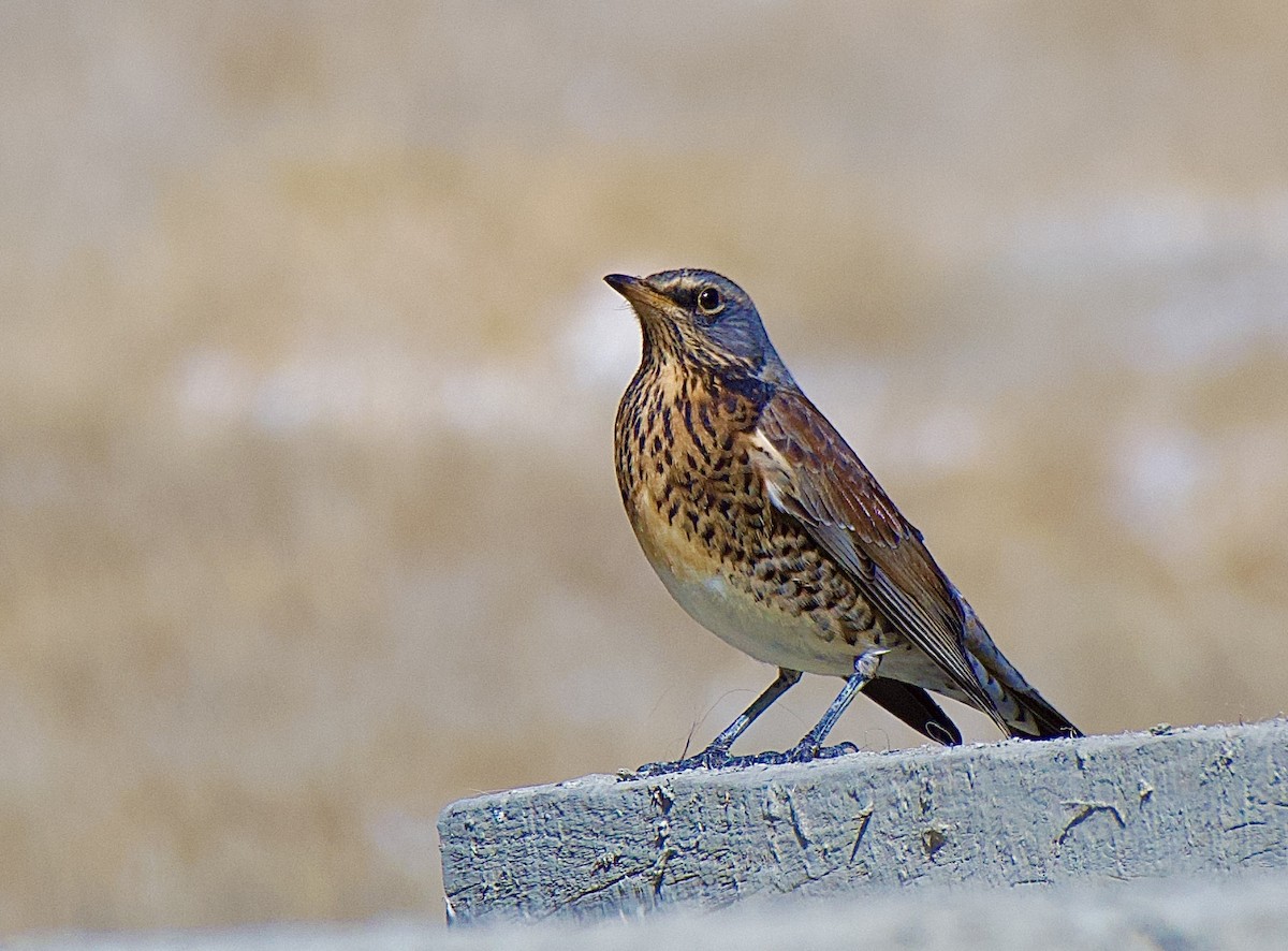 Fieldfare - ML610924225