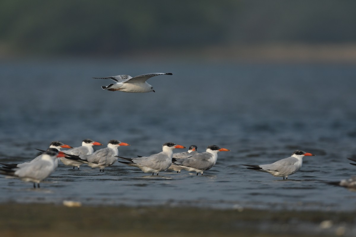 Caspian Tern - ML610924254