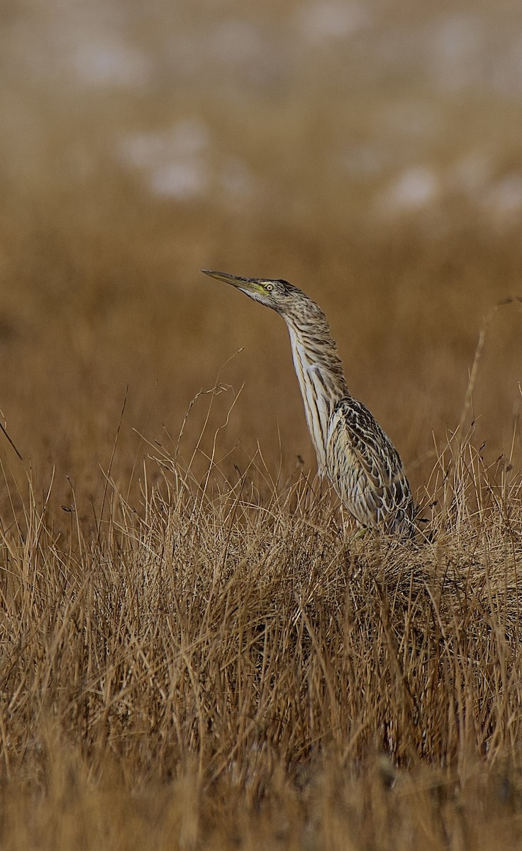 Little Bittern - ML610924277