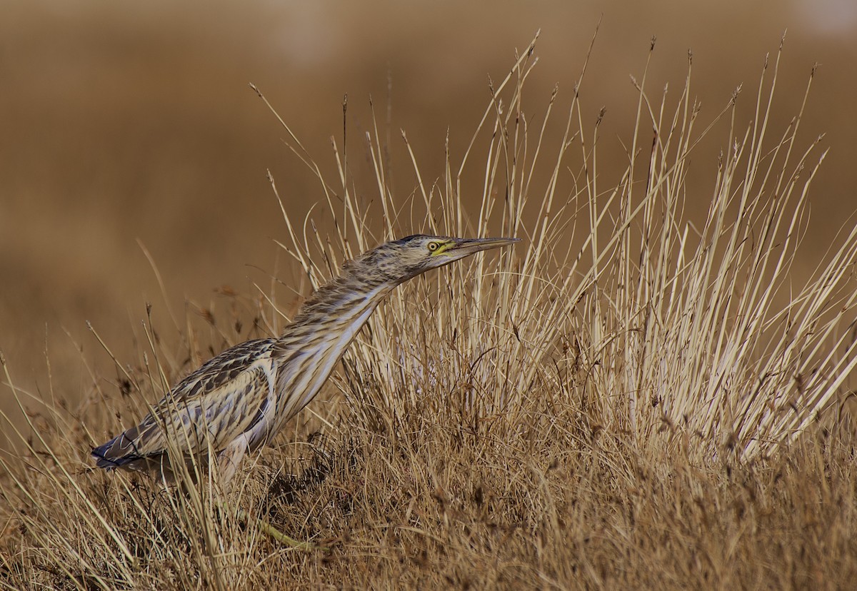 Little Bittern - ML610924280