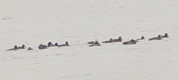 Long-tailed Duck - Anne Geraghty