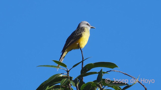 Tropical Kingbird - ML610924294