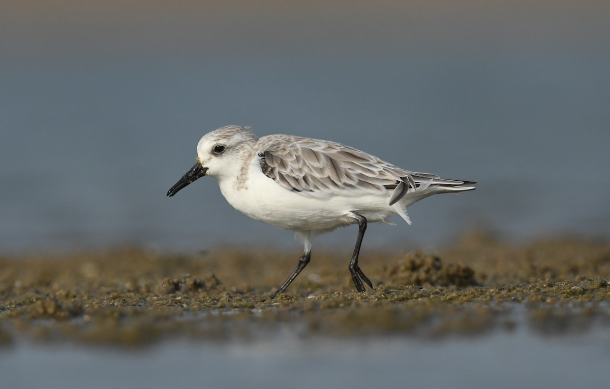 Bécasseau sanderling - ML610924301