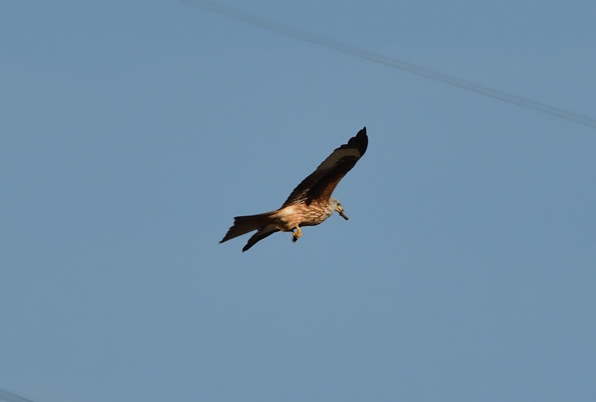 Red Kite - ML610924309