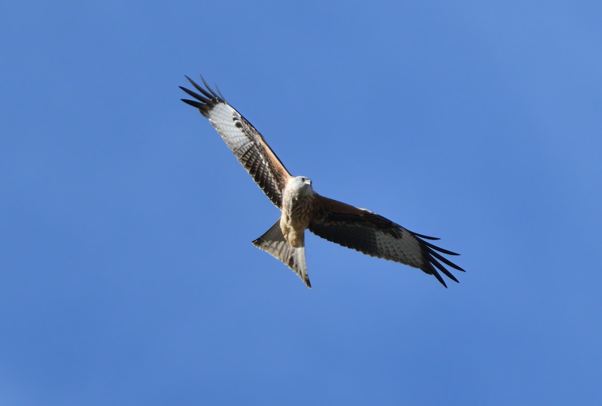 Red Kite - ML610924311