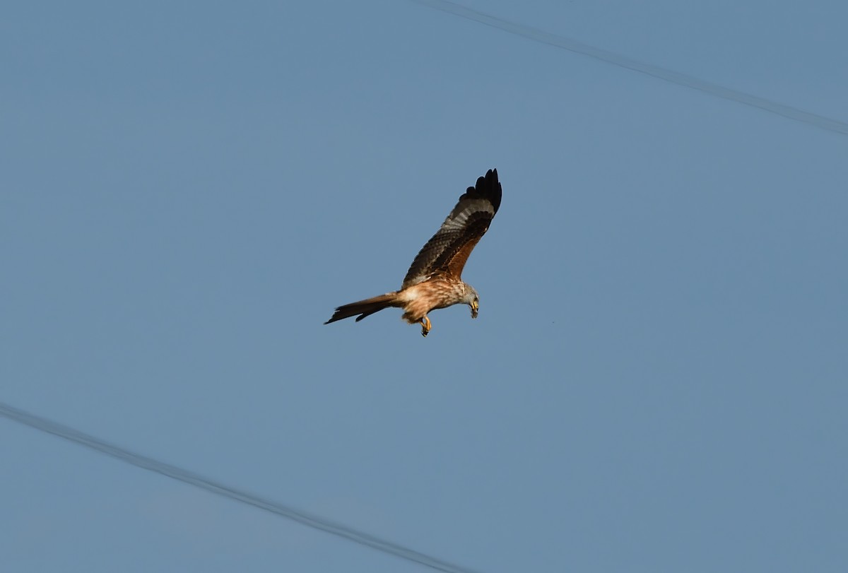 Red Kite - ML610924312