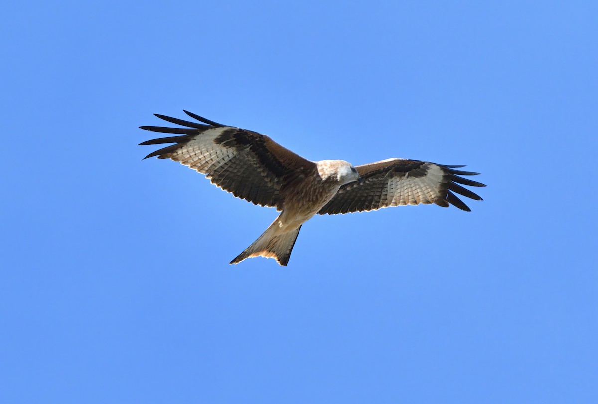 Red Kite - ML610924313