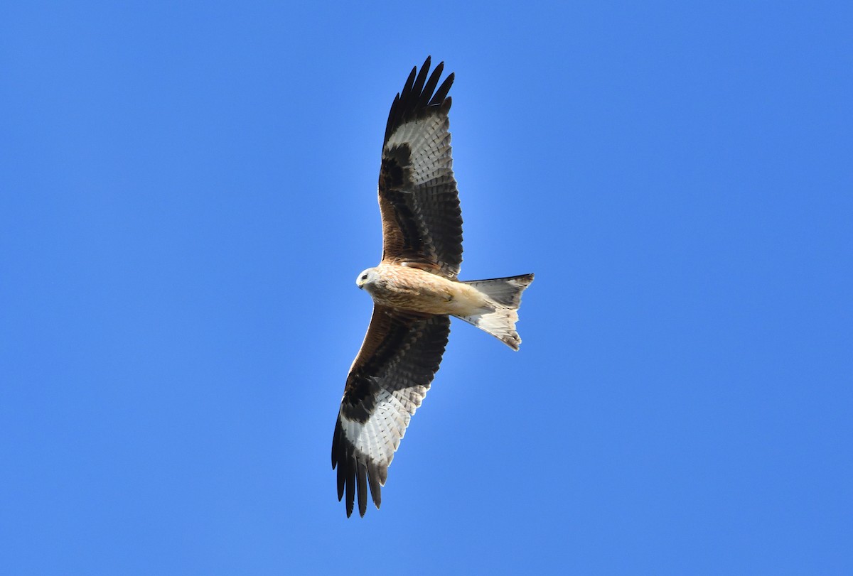 Red Kite - Marc Cutrina