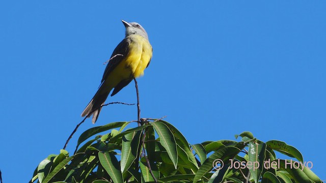 Tropical Kingbird - ML610924338