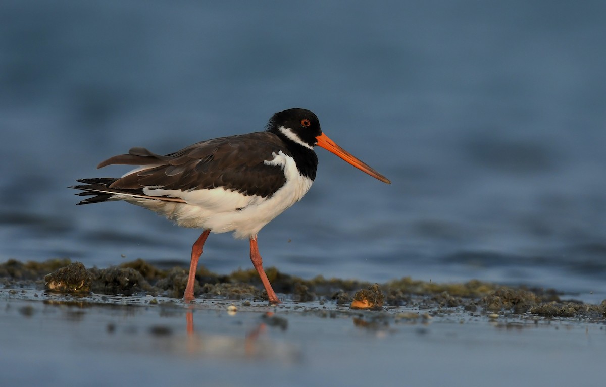 Eurasian Oystercatcher - ML610924340