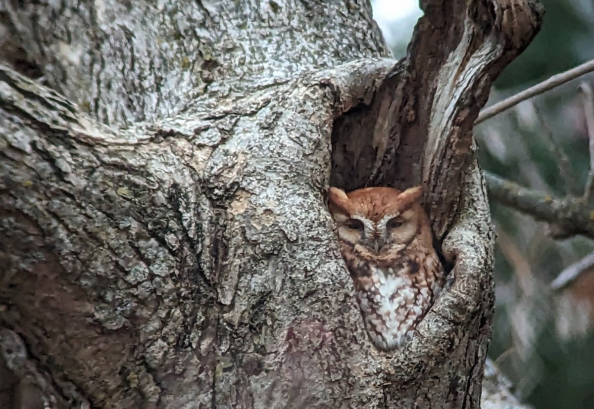 Eastern Screech-Owl - ML610924353