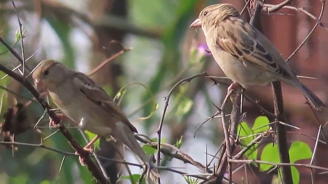 House Sparrow - ML610924380