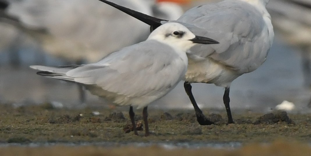 Gull-billed Tern - ML610924406