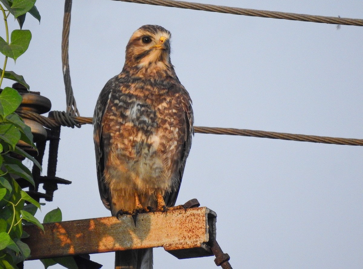 Weißaugenbussard - ML610924528