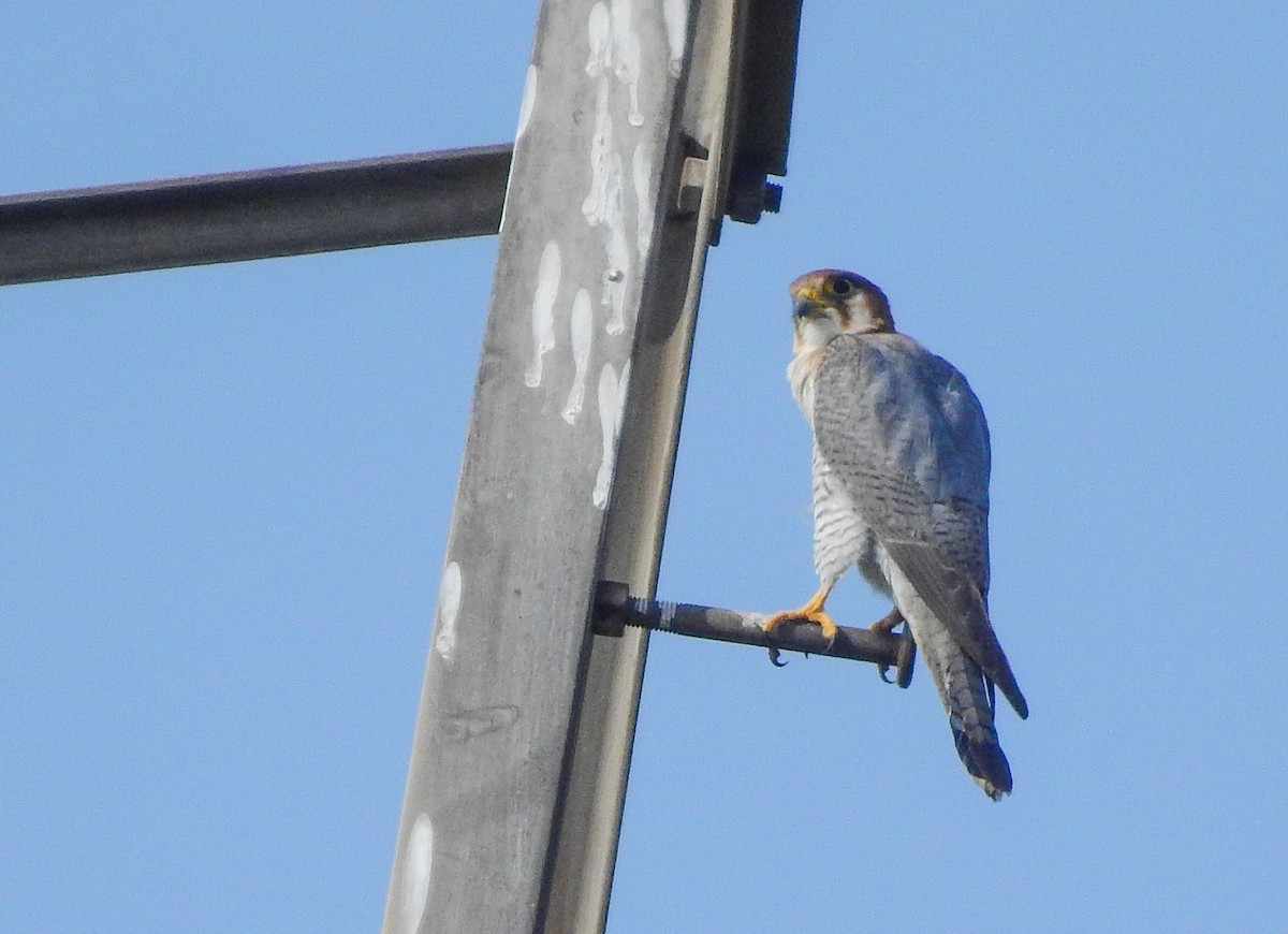 Red-necked Falcon - ashish salgaonkar