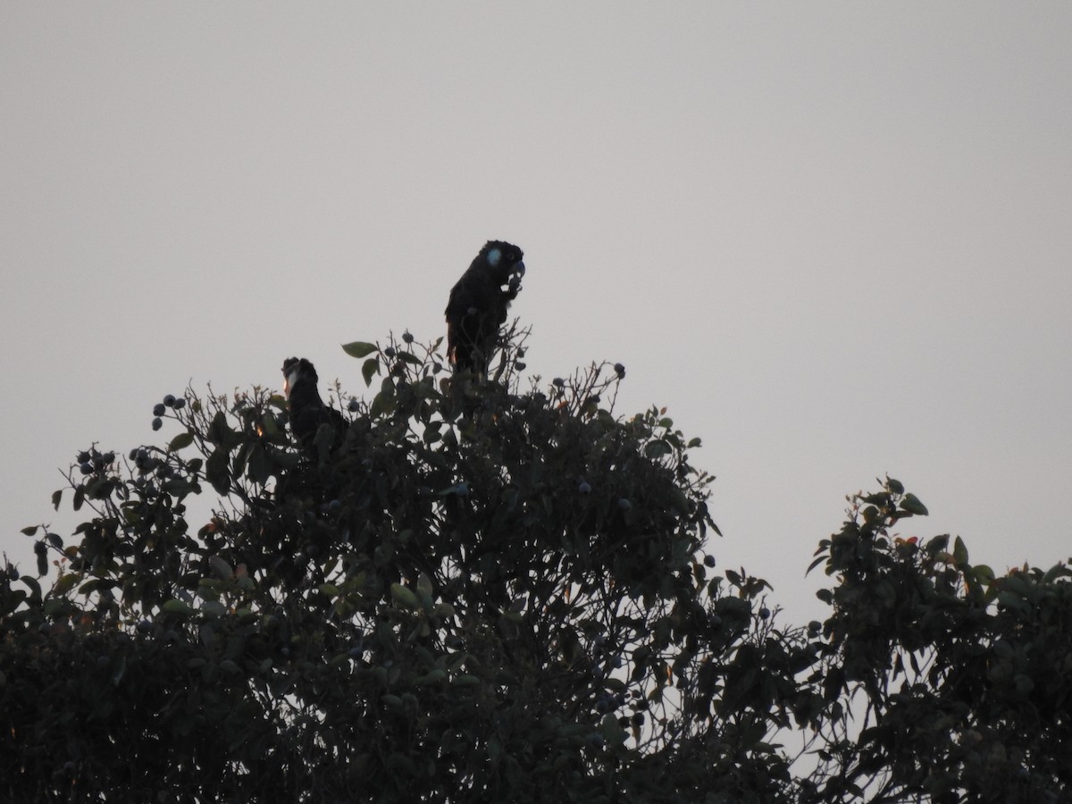 Baudin's Black-Cockatoo - ML610924623