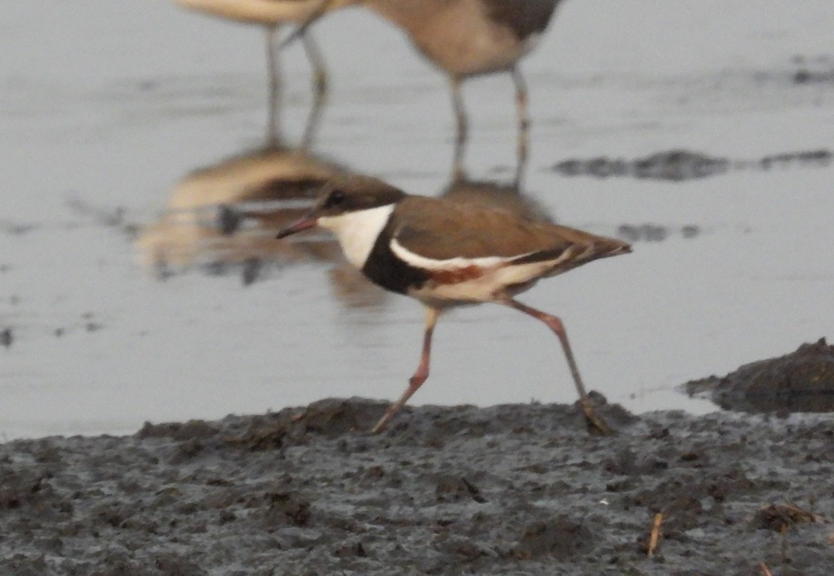 Red-kneed Dotterel - ML610924701